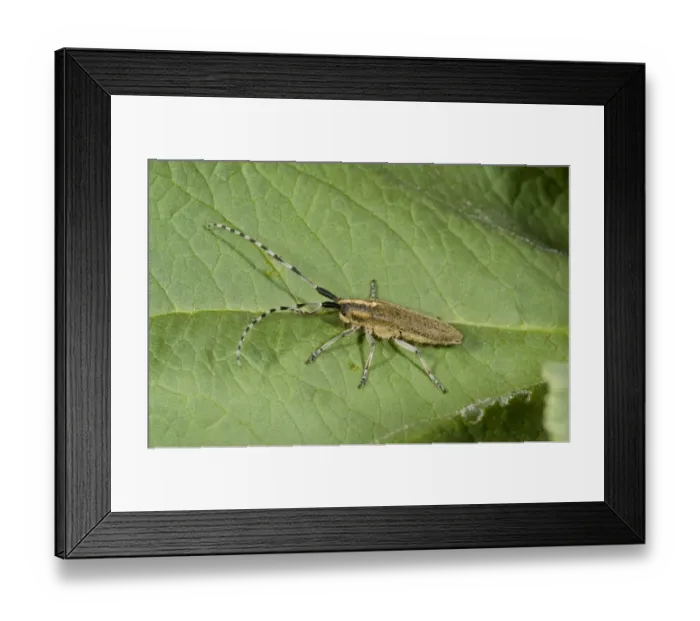 Framed Print : Golden-bloomed Grey Longhorn Beetle (Agapanthia villosoviridescens) adult, resting on leaf, French Pyrenees, France Framed Print : Golden-bloomed Grey Longhorn Beetle (Agapanthia villosoviridescens) adult, resting on leaf, French Pyrenees, France
