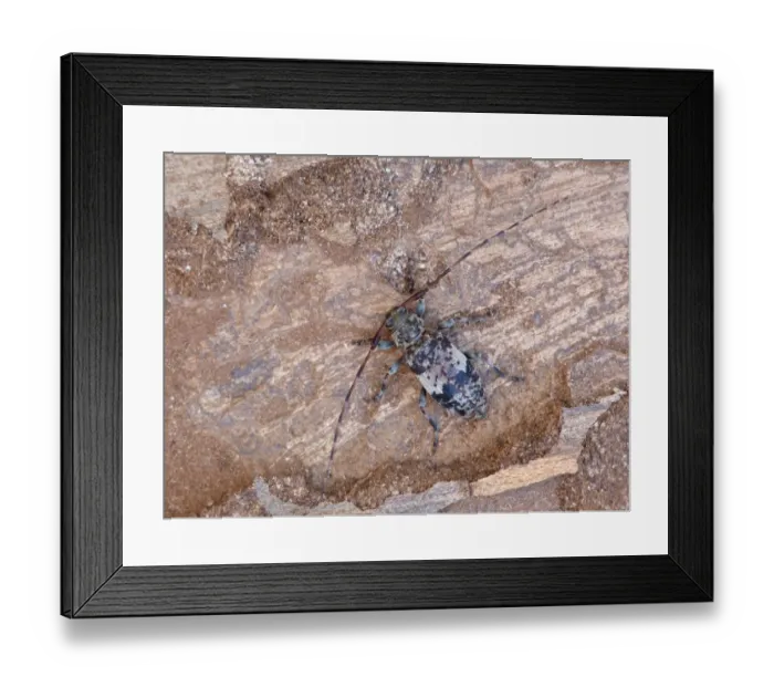 Framed Print : Black-clouded Longhorn Beetle (Leiopus nebulosus) adult, resting on rotten timber, Cannobina Valley, Italian Alps Framed Print : Black-clouded Longhorn Beetle (Leiopus nebulosus) adult, resting on rotten timber, Cannobina Valley, Italian Alps