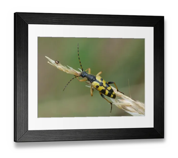 Framed Print : Four-banded Longhorn Beetle (Strangalia quadrifasciata) adult, climbing on dry grass, Cannobina Valley, Italian Alps Framed Print : Four-banded Longhorn Beetle (Strangalia quadrifasciata) adult, climbing on dry grass, Cannobina Valley, Italian Alps