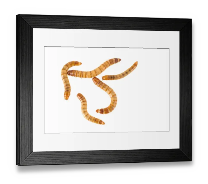 Framed Print : Yellow Mealworm Beetle (Tenebrio molitor) larvae