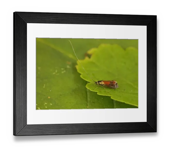 Framed Print : Horehound Longhorn Moth (Nemophora fasciella) adult, resting on leaf, Norfolk, England, July Framed Print : Horehound Longhorn Moth (Nemophora fasciella) adult, resting on leaf, Norfolk, England, July