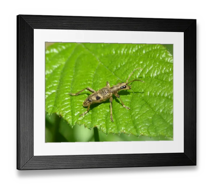 Framed Print : Black-spotted Longhorn Beetle (Rhagium mordax) adult, standing on Stinging Nettle (Urtica dioica) leaf, Leicestershire Framed Print : Black-spotted Longhorn Beetle (Rhagium mordax) adult, standing on Stinging Nettle (Urtica dioica) leaf, Leicestershire