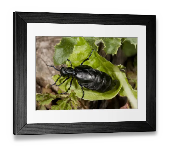 Framed Print : Black Oil Beetle (Meloe proscarabaeus) adult female, feeding on leaf in chalk downland, Dorset, England, May Framed Print : Black Oil Beetle (Meloe proscarabaeus) adult female, feeding on leaf in chalk downland, Dorset, England, May