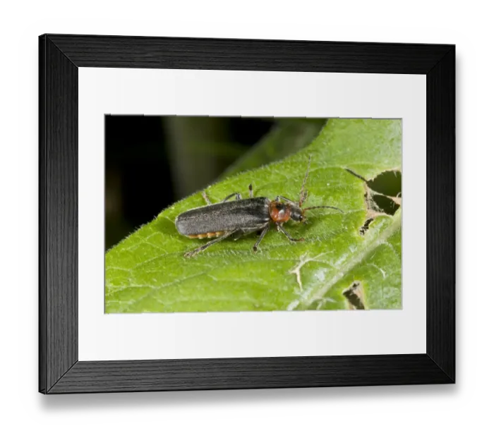 Framed Print : Soldier Beetle (Cantharis rustica) adult, resting on leaf, Massif du Sancy, Auvergne, France, July Framed Print : Soldier Beetle (Cantharis rustica) adult, resting on leaf, Massif du Sancy, Auvergne, France, July