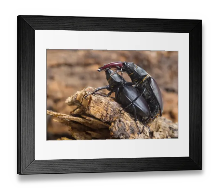 Framed Print : Greater Stag Beetle (Lucanus cervus) adult pair, mating, Italy, July Framed Print : Greater Stag Beetle (Lucanus cervus) adult pair, mating, Italy, July