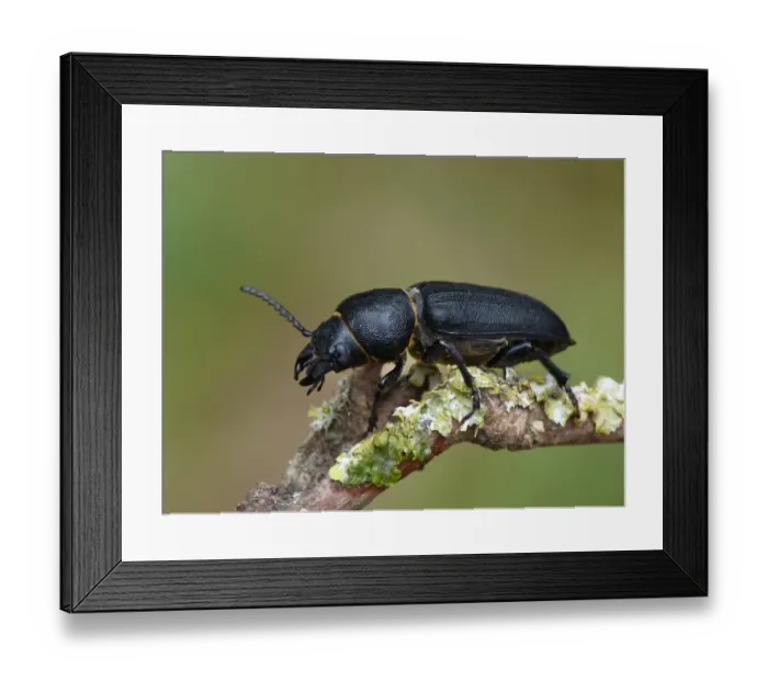 Framed Print : Black Longhorn Beetle (Spondylis buprestoides) adult, resting on lichen covered twig, Cannobina Valley, Italian Alps Framed Print : Black Longhorn Beetle (Spondylis buprestoides) adult, resting on lichen covered twig, Cannobina Valley, Italian Alps