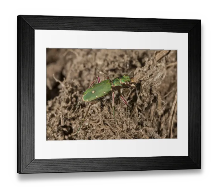 Framed Print : Green Tiger Beetle (Cicindela campestris) adult, on heathland, New Forest, Hampshire, England, September Framed Print : Green Tiger Beetle (Cicindela campestris) adult, on heathland, New Forest, Hampshire, England, September