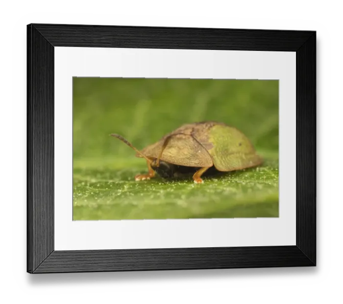 Framed Print : Green Tortoise Beetle (Cassida viridis) adult, peeping out from under pronotum, resting on leaf, Leicestershire Framed Print : Green Tortoise Beetle (Cassida viridis) adult, peeping out from under pronotum, resting on leaf, Leicestershire