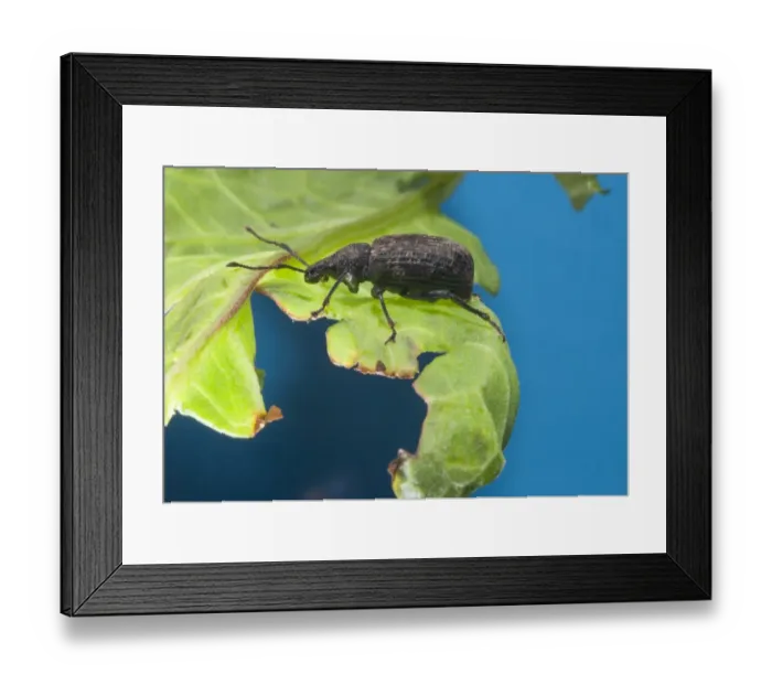 Framed Print : Black Vine Weevil (Otiorhynchus sulcatus) adult, resting on leaf, Whitewell, Lancashire, England, April Framed Print : Black Vine Weevil (Otiorhynchus sulcatus) adult, resting on leaf, Whitewell, Lancashire, England, April