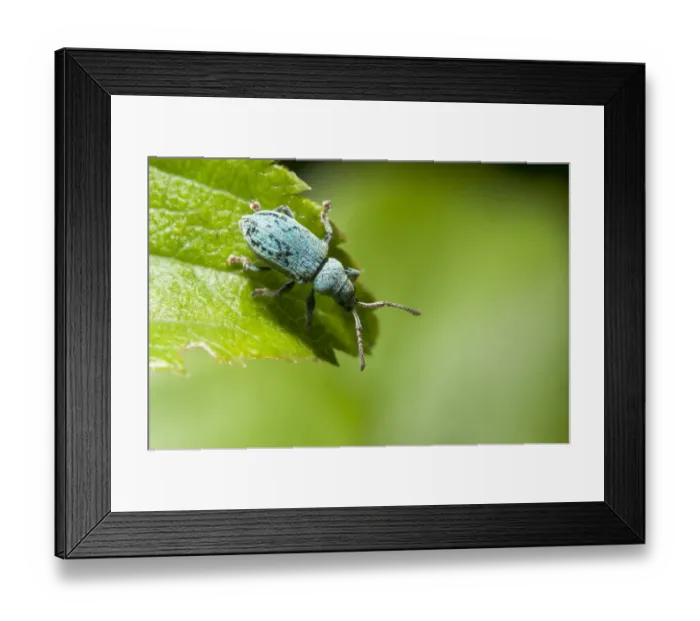 Framed Print : Nettle Weevil (Phyllobius pomaceus) adult, standing on leaf, Kent, England, June