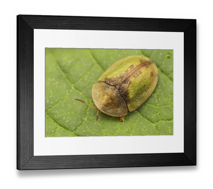 Framed Print : Green Tortoise Beetle (Cassida viridis) adult, resting on leaf, Leicestershire, England, July Framed Print : Green Tortoise Beetle (Cassida viridis) adult, resting on leaf, Leicestershire, England, July