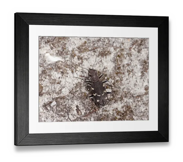 Framed Print : Wood Tiger Beetle (Cicindela sylvatica) adult, on sandy heathland, Dorset, England, May