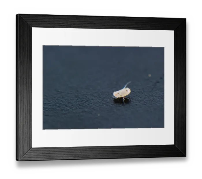 Framed Print : Common Bedbug (Cimex lectularius) egg, Italy, July Framed Print : Common Bedbug (Cimex lectularius) egg, Italy, July