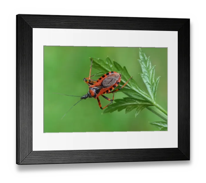 Framed Print : Red Assassin Bug (Rhynocoris iracundus) adult, resting on leaf, Cannobina Valley, Italian Alps, Piedmont Framed Print : Red Assassin Bug (Rhynocoris iracundus) adult, resting on leaf, Cannobina Valley, Italian Alps, Piedmont