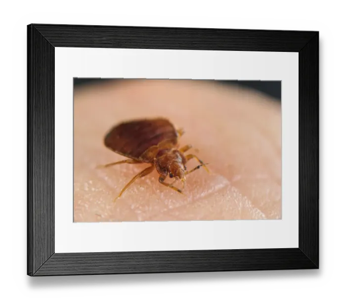 Framed Print : Common Bedbug (Cimex lectularius) adult, sucking blood from human skin, Italy, July Framed Print : Common Bedbug (Cimex lectularius) adult, sucking blood from human skin, Italy, July