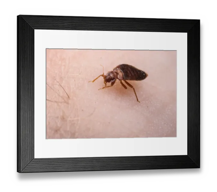 Framed Print : Common Bedbug (Cimex lectularius) adult, sucking blood from human skin, Italy, July Framed Print : Common Bedbug (Cimex lectularius) adult, sucking blood from human skin, Italy, July