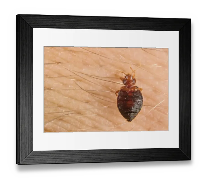 Framed Print : Common Bedbug (Cimex lectularius) adult, sucking blood from human skin, Italy, July
