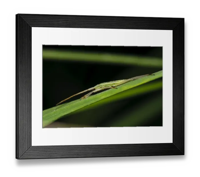 Framed Print : Mirid Bug (Stenodema laevigata) nymph, resting on grass leaf, Cliffe Pools RSPB Reserve, North Kent Marshes Framed Print : Mirid Bug (Stenodema laevigata) nymph, resting on grass leaf, Cliffe Pools RSPB Reserve, North Kent Marshes