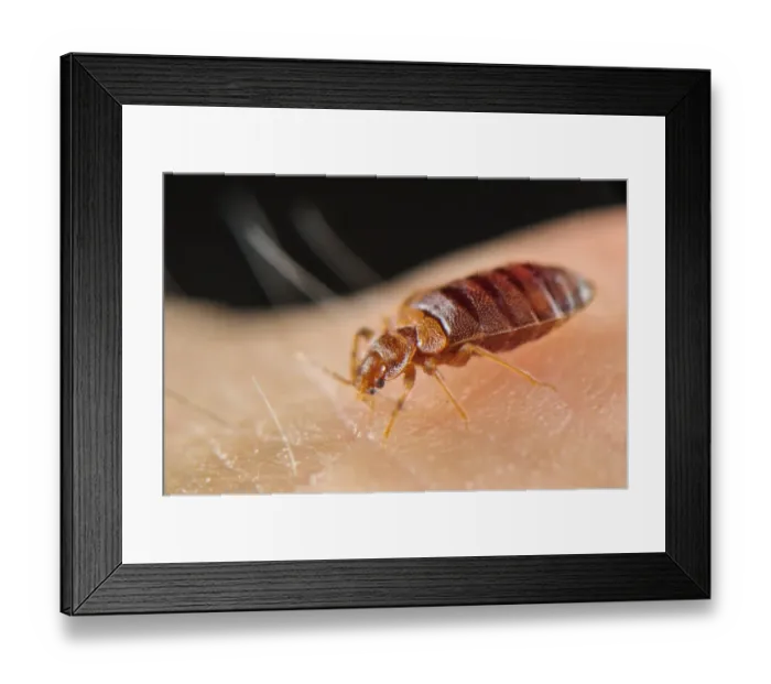 Framed Print : Common Bedbug (Cimex lectularius) adult, sucking blood from human skin, Italy, July Framed Print : Common Bedbug (Cimex lectularius) adult, sucking blood from human skin, Italy, July