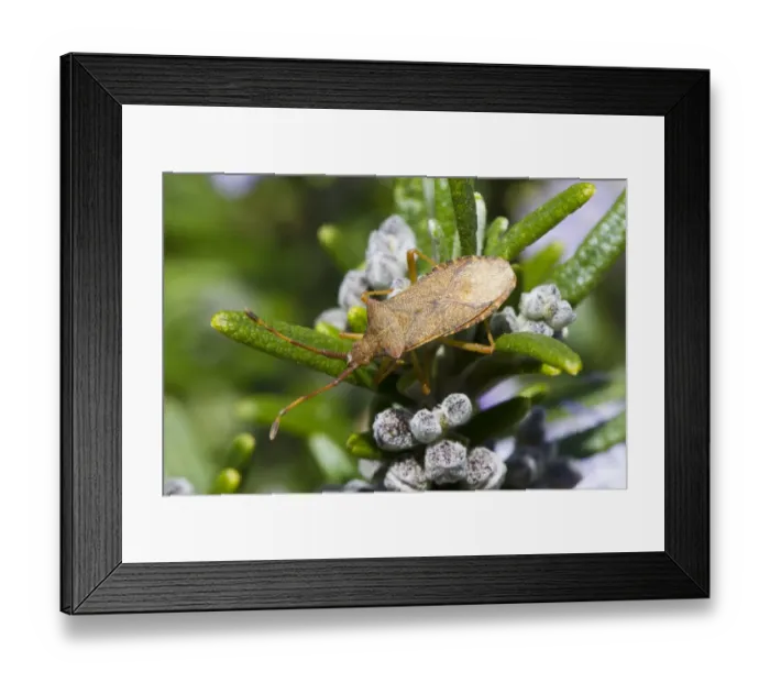 Framed Print : Box Bug (Gonocerus acuteangulatus) adult, feeding on Rosemary (Rosmarinus officinalis) bush in garden, Seaford Framed Print : Box Bug (Gonocerus acuteangulatus) adult, feeding on Rosemary (Rosmarinus officinalis) bush in garden, Seaford