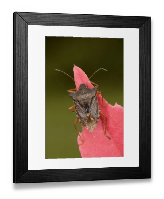 Framed Print : Forest Bug (Pentatoma rufipes) adult, resting on Virginia Creeper (Parthenocissus quinquefolia) leaf, Oxfordshire Framed Print : Forest Bug (Pentatoma rufipes) adult, resting on Virginia Creeper (Parthenocissus quinquefolia) leaf, Oxfordshire