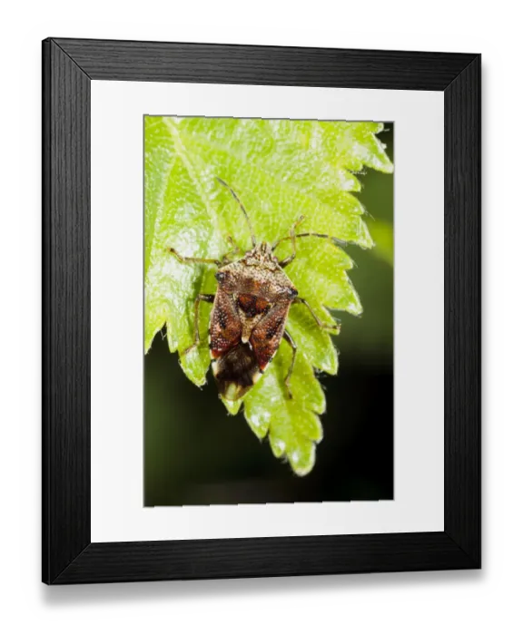 Framed Print : Parent Bug (Elasmucha grisea) adult, resting on birch leaf, Powys, Wales, May Framed Print : Parent Bug (Elasmucha grisea) adult, resting on birch leaf, Powys, Wales, May