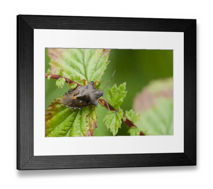 Framed Print : Forest Bug (Pentatoma rufipes) adult, with raindrops, resting on Meadowsweet (Filipendula ulmaria) leaves Framed Print : Forest Bug (Pentatoma rufipes) adult, with raindrops, resting on Meadowsweet (Filipendula ulmaria) leaves