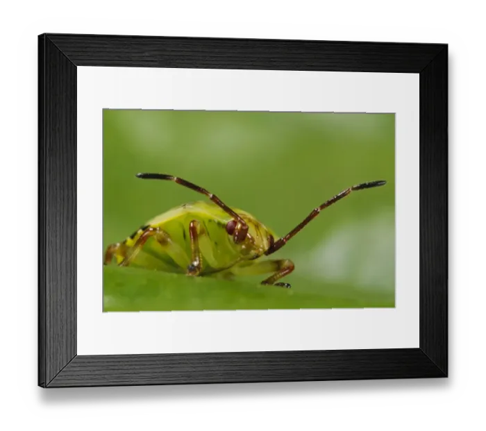 Framed Print : Birch Shieldbug (Elasmostethus interstinctus) fifth and final instar nymph, walking over leaf in garden, Bexleyheath Framed Print : Birch Shieldbug (Elasmostethus interstinctus) fifth and final instar nymph, walking over leaf in garden, Bexleyheath