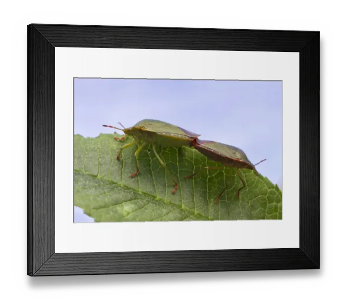 Framed Print : Green Shieldbug (Palomena prasina) adult pair, mating on buddleia leaf, Leicestershire, England, May Framed Print : Green Shieldbug (Palomena prasina) adult pair, mating on buddleia leaf, Leicestershire, England, May