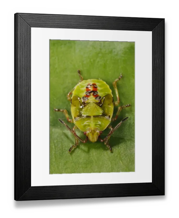 Framed Print : Birch Shieldbug (Elasmostethus interstinctus) fifth and final instar nymph, walking over leaf in garden, Bexleyheath
