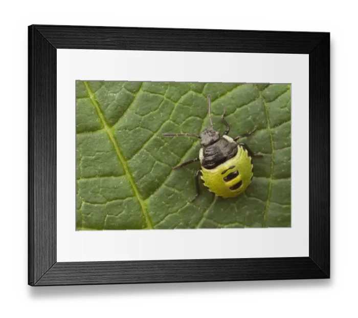 Framed Print : Green Shieldbug (Palomena prasina) nymph, resting on leaf, Leicestershire, England, August Framed Print : Green Shieldbug (Palomena prasina) nymph, resting on leaf, Leicestershire, England, August