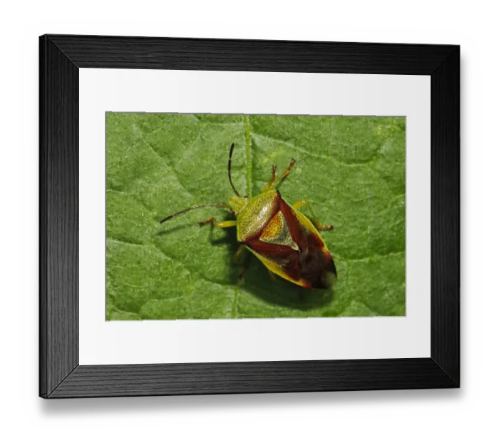 Framed Print : Birch Shieldbug (Elasmostethus interstinctus) adult, walking across leaf in garden, Bexleyheath, Kent, England, August Framed Print : Birch Shieldbug (Elasmostethus interstinctus) adult, walking across leaf in garden, Bexleyheath, Kent, England, August