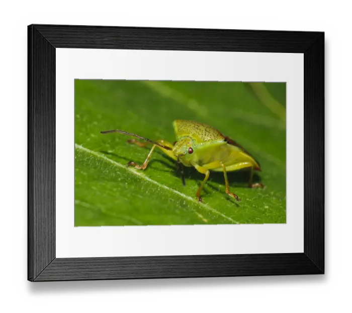 Framed Print : Birch Shieldbug (Elasmostethus interstinctus) adult, walking across leaf in garden, Bexleyheath, Kent, England, August Framed Print : Birch Shieldbug (Elasmostethus interstinctus) adult, walking across leaf in garden, Bexleyheath, Kent, England, August