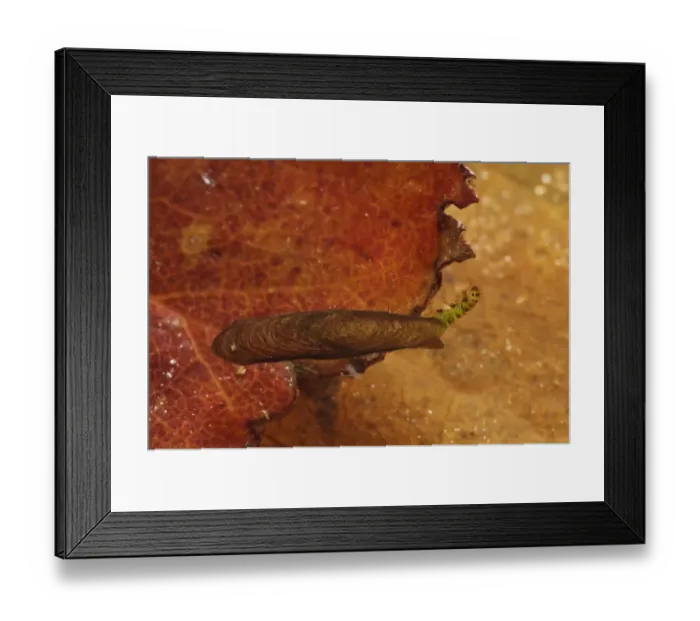 Framed Print : Salt-and-pepper Microcaddisfly (Agraylea multipunctata) larva, final instar in protective case made from secretions Framed Print : Salt-and-pepper Microcaddisfly (Agraylea multipunctata) larva, final instar in protective case made from secretions