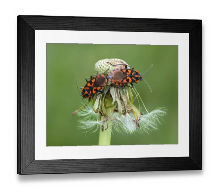 Framed Print : Cretan Soldier Bug (Lygaeus saxatilis) adult pair, mating on dandelion seedhead, Dolomites, Italian Alps, Italy, June Framed Print : Cretan Soldier Bug (Lygaeus saxatilis) adult pair, mating on dandelion seedhead, Dolomites, Italian Alps, Italy, June