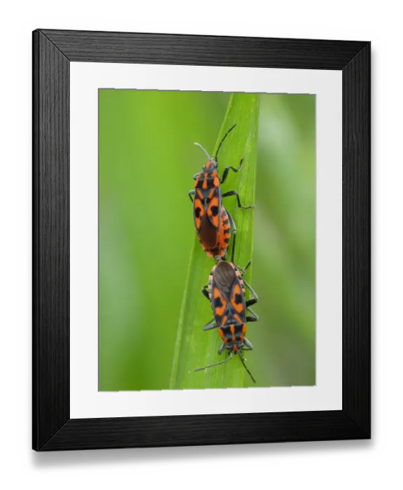 Framed Print : Cretan Soldier Bug (Lygaeus saxatilis) adult pair, mating on grass leaf, Dolomites, Italian Alps, Italy, June Framed Print : Cretan Soldier Bug (Lygaeus saxatilis) adult pair, mating on grass leaf, Dolomites, Italian Alps, Italy, June