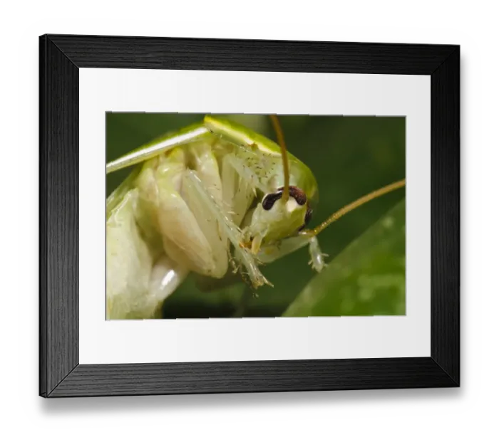 Framed Print : Green Banana Cockroach (Panchlora nivea) introduced species, stowaway within shipment of produce, most likely bananas Framed Print : Green Banana Cockroach (Panchlora nivea) introduced species, stowaway within shipment of produce, most likely bananas