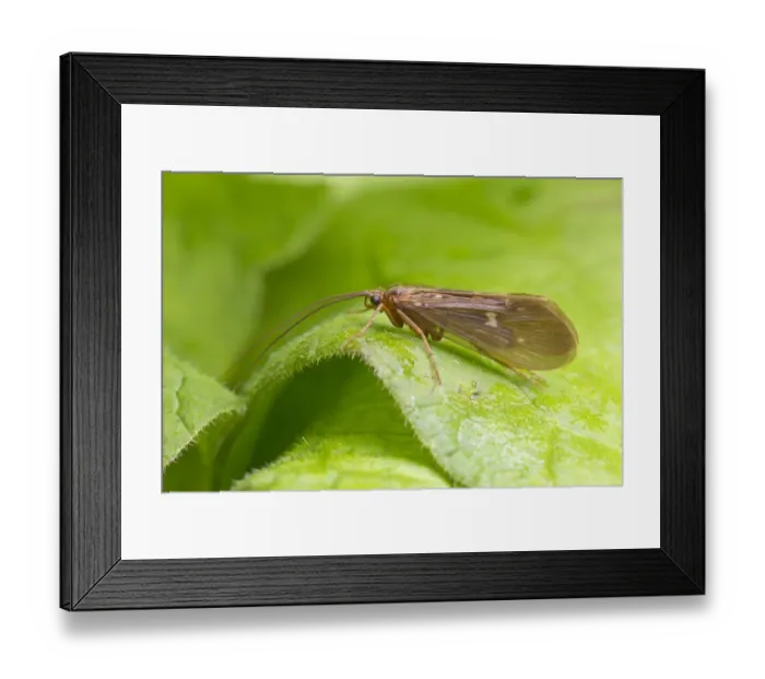 Framed Print : Caddisfly (Trichoptera sp. ) adult, resting on leaf, River Whiteadder, Berwickshire, Scottish Borders, Scotland, August Framed Print : Caddisfly (Trichoptera sp. ) adult, resting on leaf, River Whiteadder, Berwickshire, Scottish Borders, Scotland, August