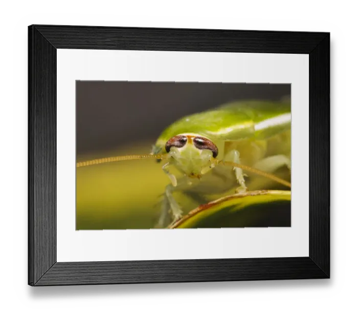 Framed Print : Green Banana Cockroach (Panchlora nivea) introduced species, stowaway within shipment of produce, most likely bananas Framed Print : Green Banana Cockroach (Panchlora nivea) introduced species, stowaway within shipment of produce, most likely bananas