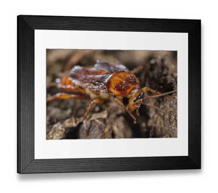 Framed Print : American Cockroach (Periplaneta americana) adult, grooming in response to being stung by Emerald Cockroach Wasp Framed Print : American Cockroach (Periplaneta americana) adult, grooming in response to being stung by Emerald Cockroach Wasp