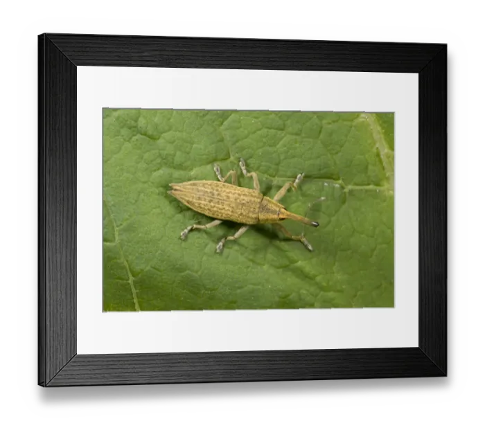 Framed Print : Yellow Weevil (Lixus paraplecticus) adult, resting on leaf, French Pyrenees, France, June