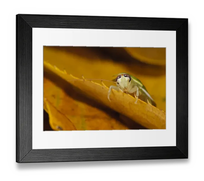 Framed Print : Green Banana Cockroach (Panchlora nivea) introduced species, stowaway within shipment of produce, most likely bananas Framed Print : Green Banana Cockroach (Panchlora nivea) introduced species, stowaway within shipment of produce, most likely bananas