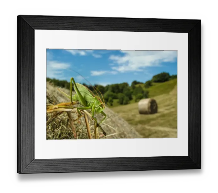 Framed Print : Upland Green Bush-cricket (Tettigonia cantans) adult female, resting on round hay bale in cut meadowland habitat Framed Print : Upland Green Bush-cricket (Tettigonia cantans) adult female, resting on round hay bale in cut meadowland habitat