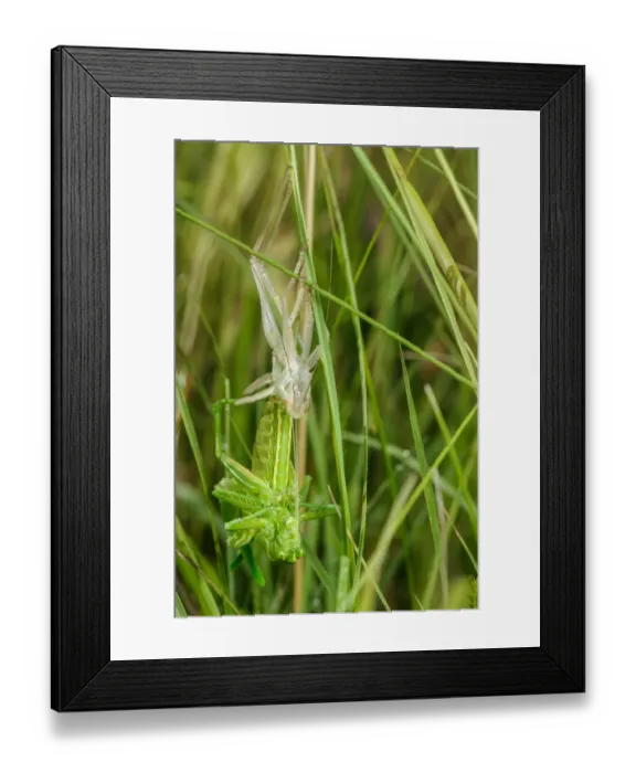 Framed Print : Great Green Bush-cricket (Tettigonia viridissima) adult female, shedding exoskeleton during final moult Framed Print : Great Green Bush-cricket (Tettigonia viridissima) adult female, shedding exoskeleton during final moult