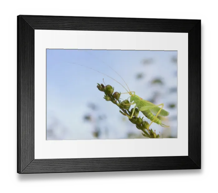 Framed Print : Oak Bush-cricket (Meconema thalassinum) adult male, resting on seedhead, Leicestershire, England, August