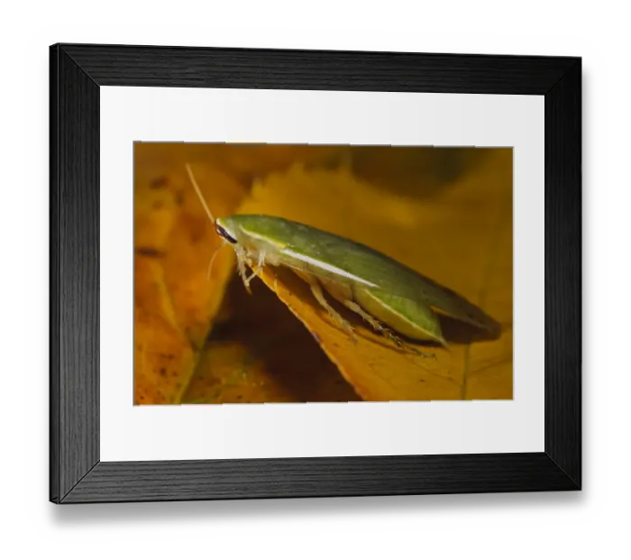 Framed Print : Green Banana Cockroach (Panchlora nivea) introduced species, stowaway within shipment of produce, most likely bananas Framed Print : Green Banana Cockroach (Panchlora nivea) introduced species, stowaway within shipment of produce, most likely bananas