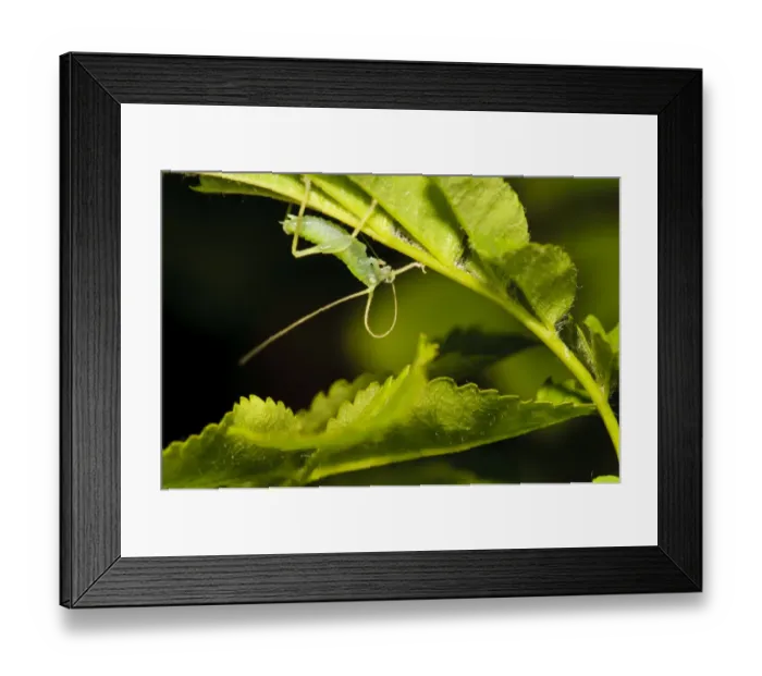 Framed Print : Oak Bush-cricket (Meconema thalassinum) nymph, cleaning antennae, hiding under rose leaf in garden, Belvedere, Bexley Framed Print : Oak Bush-cricket (Meconema thalassinum) nymph, cleaning antennae, hiding under rose leaf in garden, Belvedere, Bexley