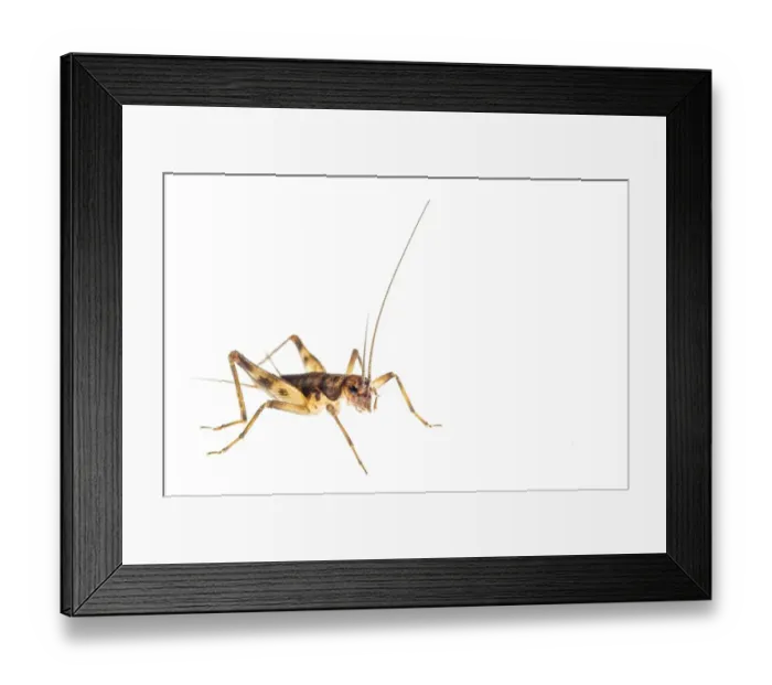 Framed Print : Cave Cricket (Petaloptila andreinii) adult Framed Print : Cave Cricket (Petaloptila andreinii) adult