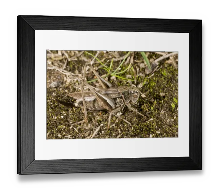 Framed Print : Grey Bush-cricket (Platycleis albopunctata) adult female, on coastal heathland, New Forest, Hampshire, England, October Framed Print : Grey Bush-cricket (Platycleis albopunctata) adult female, on coastal heathland, New Forest, Hampshire, England, October