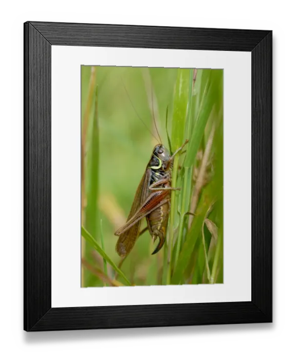 Framed Print : Roesels Bush-cricket (Metrioptera roeselii forma diluta) rare macropterous winged form, adult female Framed Print : Roesels Bush-cricket (Metrioptera roeselii forma diluta) rare macropterous winged form, adult female